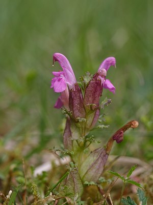 BUITEN BEELD Foto: 60981