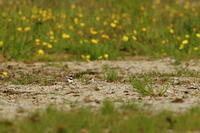 BUITEN BEELD Foto: 61029