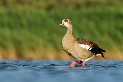 BUITEN BEELD Foto: 61063