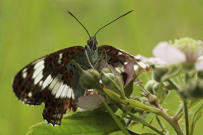 BUITEN BEELD Foto: 61087