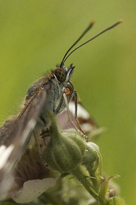 BUITEN BEELD Foto: 61088