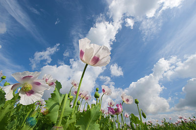 BUITEN BEELD Foto: 61094