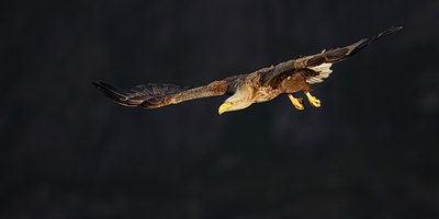 BUITEN BEELD Foto: 61121