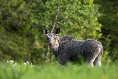 BUITEN BEELD Foto: 61129