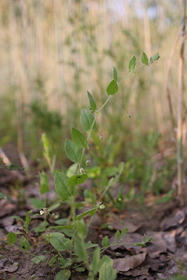 BUITEN BEELD Foto: 61132