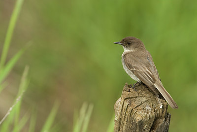 BUITEN BEELD Foto: 61138