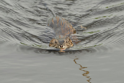 BUITEN BEELD Foto: 61139