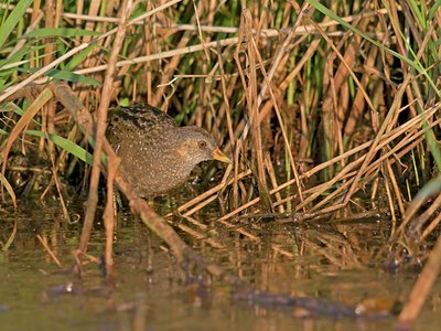 BUITEN BEELD Foto: 61172