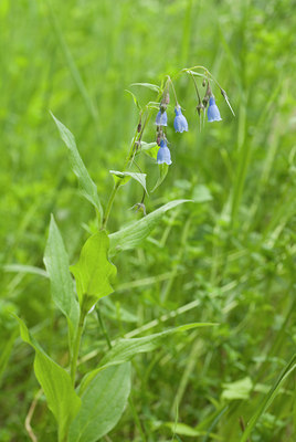 BUITEN BEELD Foto: 61174