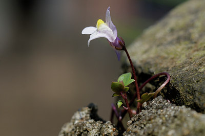 BUITEN BEELD Foto: 61200