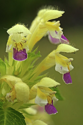 BUITEN BEELD Foto: 61208
