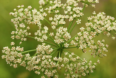 BUITEN BEELD Foto: 61209