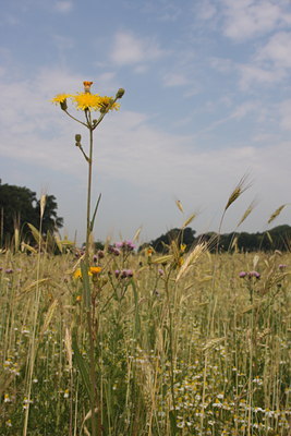 BUITEN BEELD Foto: 61213