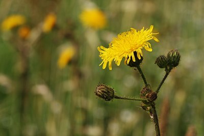 BUITEN BEELD Foto: 61215