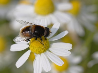 BUITEN BEELD Foto: 61225