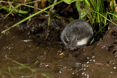 BUITEN BEELD Foto: 61262