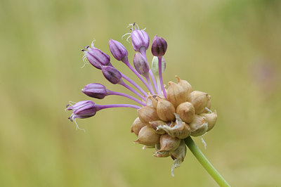 BUITEN BEELD Foto: 61280