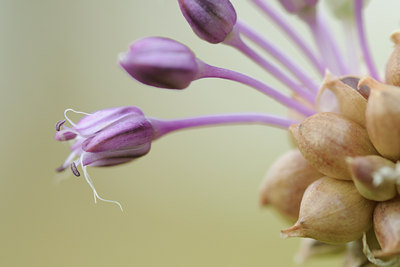 BUITEN BEELD Foto: 61281