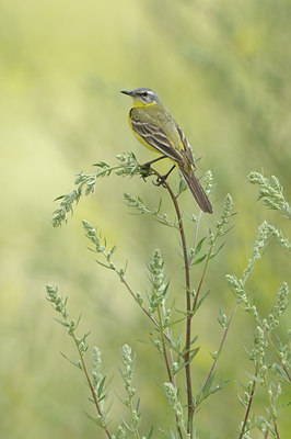BUITEN BEELD Foto: 61287