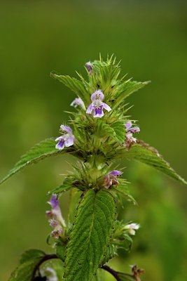 BUITEN BEELD Foto: 61304