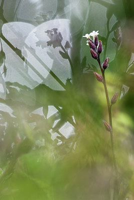 BUITEN BEELD Foto: 61369