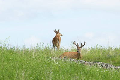 BUITEN BEELD Foto: 61381