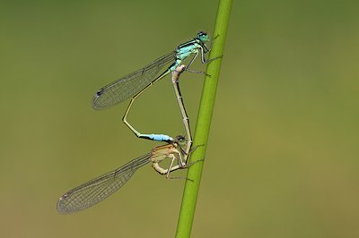 BUITEN BEELD Foto: 61392