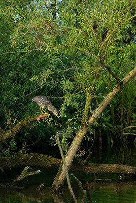 BUITEN BEELD Foto: 61399