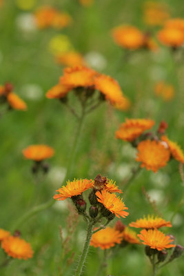 BUITEN BEELD Foto: 61417