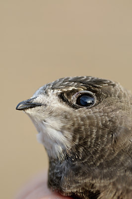 BUITEN BEELD Foto: 61423