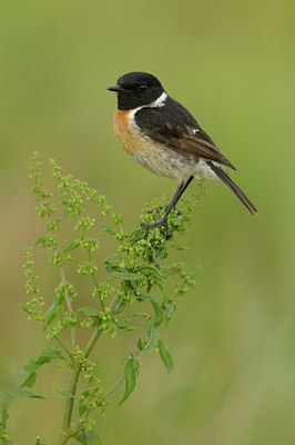 BUITEN BEELD Foto: 61430