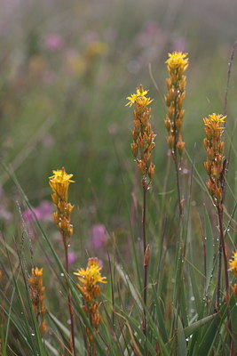 BUITEN BEELD Foto: 61444