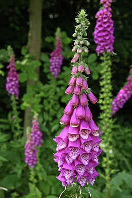 BUITEN BEELD Foto: 61447