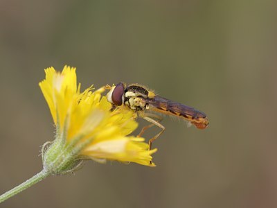 BUITEN BEELD Foto: 61459