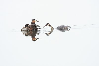 BUITEN BEELD Foto: 61461