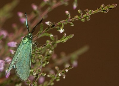 BUITEN BEELD Foto: 61477