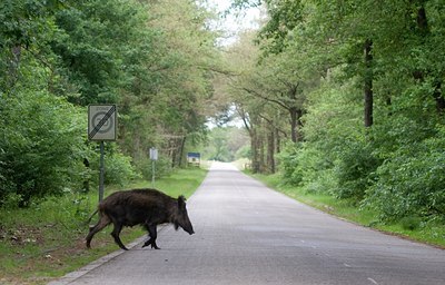 BUITEN BEELD Foto: 61484