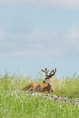 BUITEN BEELD Foto: 61485