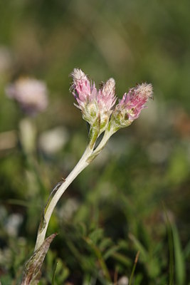 BUITEN BEELD Foto: 61552