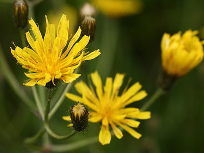 BUITEN BEELD Foto: 61554