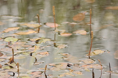 BUITEN BEELD Foto: 61563