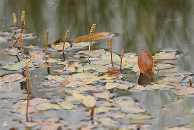 BUITEN BEELD Foto: 61564