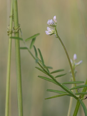 BUITEN BEELD Foto: 61566