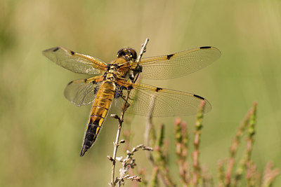 BUITEN BEELD Foto: 61573