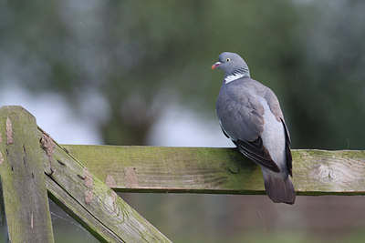 BUITEN BEELD Foto: 61580