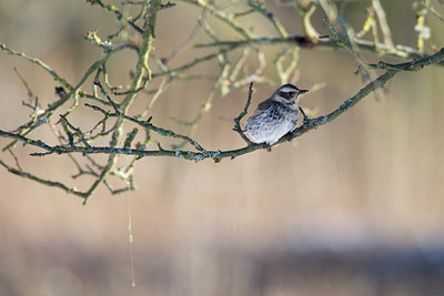 BUITEN BEELD Foto: 61586