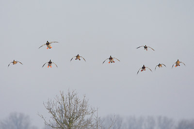 BUITEN BEELD Foto: 61600