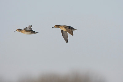 BUITEN BEELD Foto: 61605