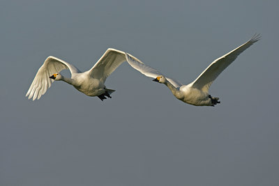 BUITEN BEELD Foto: 61611