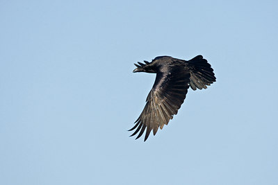BUITEN BEELD Foto: 61624